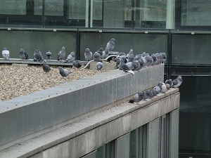 holubi hřadující na střeše a atice